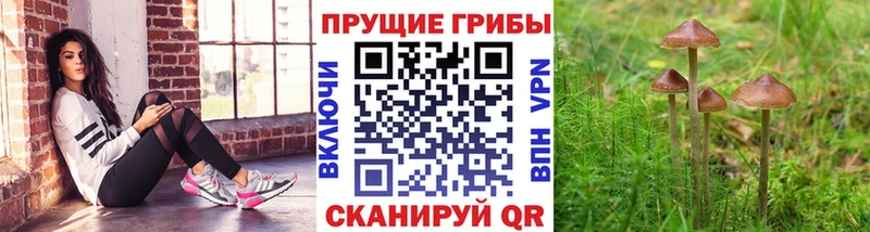 Псилоцибиновые грибы Cubensis  Купить  Новоалександровск 